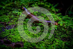 Giant millipede or Trigoniulus corallinus walking at the Jungl