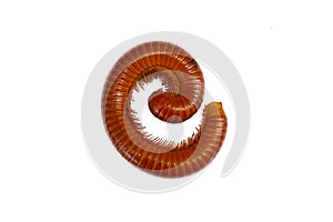 Giant Millipede