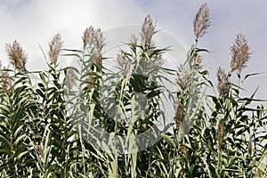 Giant miscanthus Miscanthus x giganteus