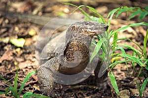 Giant monitor lizard in Palawan Philippines