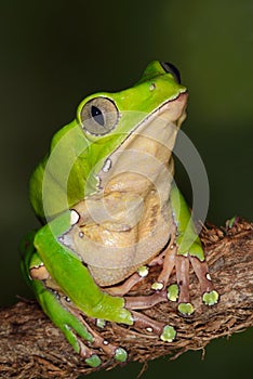 Giant Monkey Frog photo