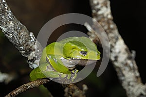 Giant Monkey Frog or Giant Waxy Frog, phyllomedusa bicolor, Adult standing on Branch