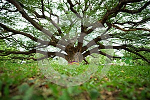 Giant Monkeypod Tree
