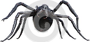 Giant Monster Spider, Insect, Isolated