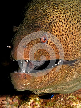Giant moray