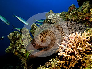 Giant moray