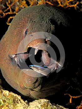 Giant moray