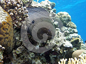 Giant Moray