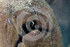 Giant Moray Eel