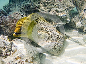 Giant moray eel