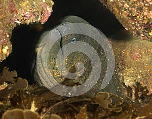 Giant Moray eel, Catalina Island, California
