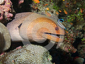 Giant Moray Eel & Cleaner Wrasse