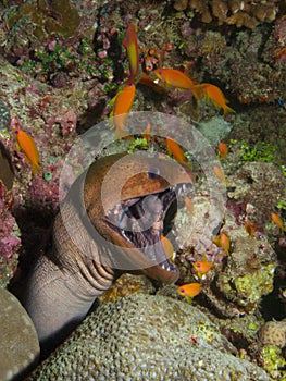 Giant Moray Eel & Cleaner Wrasse