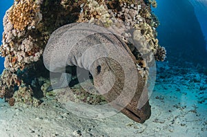 Giant moray eel