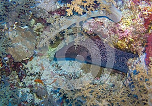 Giant moray eel on a coral reef, Red Sea