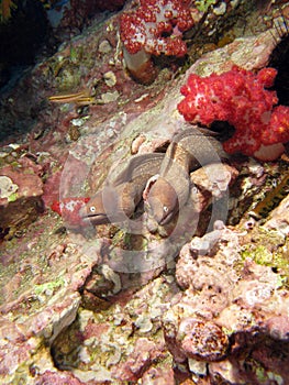 Giant Moray Eel couple