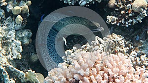 Giant Moray Eel - Gymnothorax javanicus