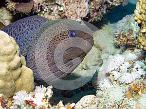 Giant Moray Eel Gymnothorax javanicus