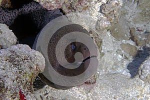 A Giant Moray Eel Gymnothorax javanicus