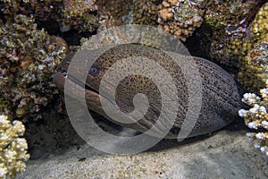 A Giant Moray Eel Gymnothorax javanicus