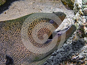 Giant Moray Eel Gymnothorax javanicus