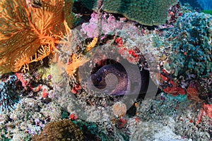 Giant Moray Eel Gymnothorax javanicus on a tropical coral reef