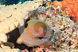 Giant Moray Eel