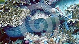 Giant Moray Eel, Maldives