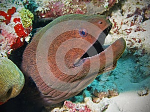 Giant moray eel in Maldives