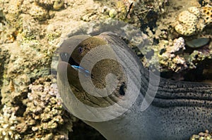 Giant Moray Eel