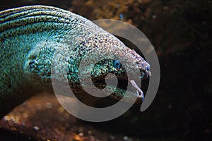 Giant Moray Eel with open mouth