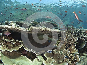 Giant moray eel and reef fish