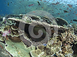 Giant moray eel and reef fish