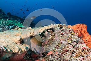 Giant Moray Eel on a reef