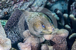 Giant moray fish photo