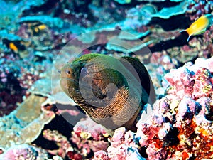 Giant moray (Gymnothorax javanicus)