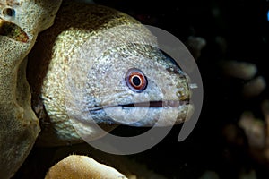 Giant Moray Gymnothorax javanicus