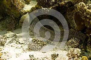 Giant moray (gymnothorax javanicus)