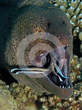 Giant Moray - Gymnothorax javanicus being cleaned