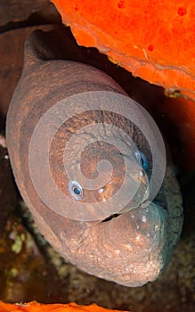 Giant moray - Gymnothorax javanicus - Canary Islands