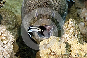 Giant moray (gymnothorax javanicus) and a cleaner