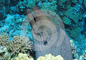 Giant Moray,Gymnothorax javanicus at Gota Kebir, St John's reefs photo