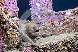Giant moray eel on the coral reef