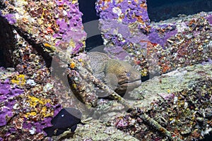 Giant moray eel on the coral reef