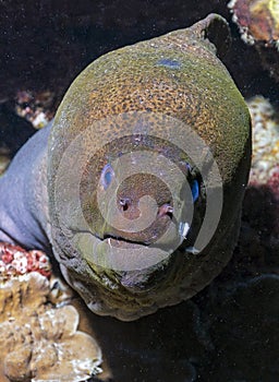 Giant moray eel on the coral reef