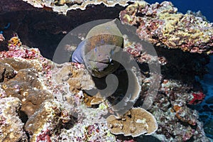 Giant moray eel on the coral reef