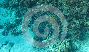 Giant moray swimming at the seabed in the Red sea Egypt with copy space. Ribbon moray eel sea snake preys on the fish inhabitants