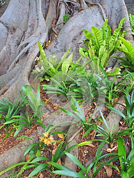 Giant Moreton Bay Fig Tree, Australia