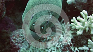 Giant Morey Eel in the Red Sea