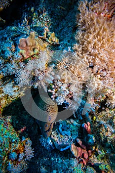 Giant Morey Eel in the Red Sea